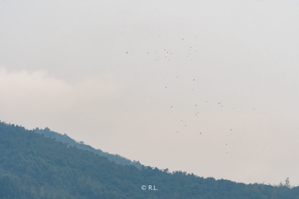 20211016牛心山, 彭州, 普通鵟